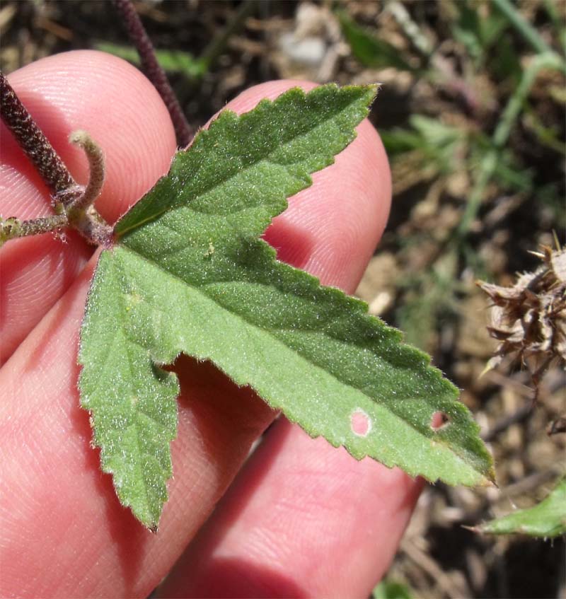 Lavatera punctata